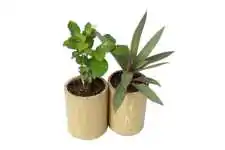 Bambus-Pflanzgefäß, 2er Set, aus nachhaltiger Kultivierung, 20 cm 